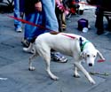 MYSTIC_KREWE_OF_BARKUS_2007_PARADE_PICTURES_0697