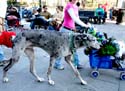 MYSTIC_KREWE_OF_BARKUS_2007_PARADE_PICTURES_0698