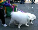 MYSTIC_KREWE_OF_BARKUS_2007_PARADE_PICTURES_0700