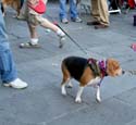 MYSTIC_KREWE_OF_BARKUS_2007_PARADE_PICTURES_0703