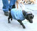 MYSTIC_KREWE_OF_BARKUS_2007_PARADE_PICTURES_0708