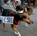 MYSTIC_KREWE_OF_BARKUS_2007_PARADE_PICTURES_0711