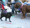 MYSTIC_KREWE_OF_BARKUS_2007_PARADE_PICTURES_0712