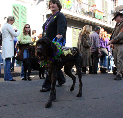 2008-Krewe-of-Barkus-Mardi-Gras-2008-New-Orleans-Parade-0420