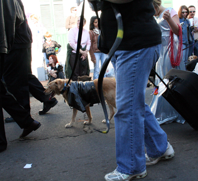 2008-Krewe-of-Barkus-Mardi-Gras-2008-New-Orleans-Parade-0432