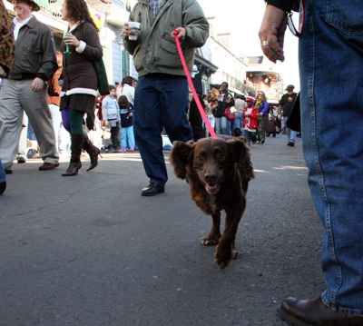 2008-Krewe-of-Barkus-Mardi-Gras-2008-New-Orleans-Parade-0435