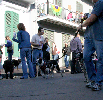 2008-Krewe-of-Barkus-Mardi-Gras-2008-New-Orleans-Parade-0438