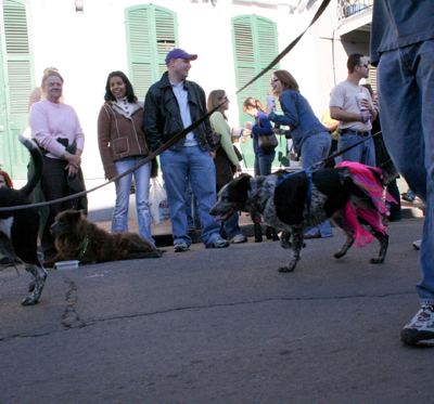 2008-Krewe-of-Barkus-Mardi-Gras-2008-New-Orleans-Parade-0439