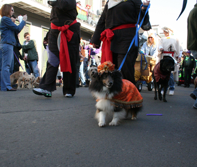 2008-Krewe-of-Barkus-Mardi-Gras-2008-New-Orleans-Parade-0443