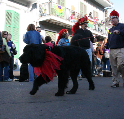 2008-Krewe-of-Barkus-Mardi-Gras-2008-New-Orleans-Parade-0452