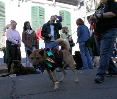 2008-Krewe-of-Barkus-Mardi-Gras-2008-New-Orleans-Parade-0454