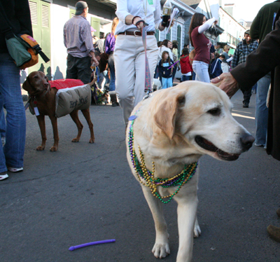 2008-Krewe-of-Barkus-Mardi-Gras-2008-New-Orleans-Parade-0456