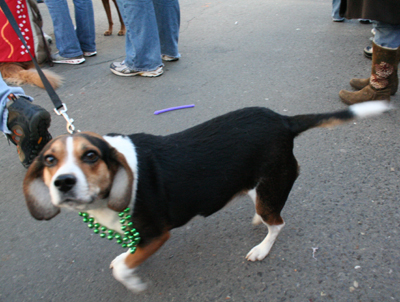 2008-Krewe-of-Barkus-Mardi-Gras-2008-New-Orleans-Parade-0457