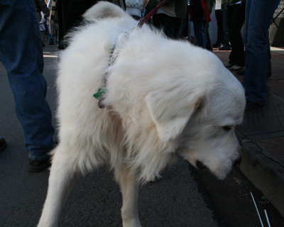 2008-Krewe-of-Barkus-Mardi-Gras-2008-New-Orleans-Parade-0464