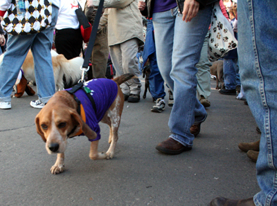 2008-Krewe-of-Barkus-Mardi-Gras-2008-New-Orleans-Parade-0467