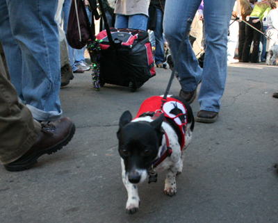 2008-Krewe-of-Barkus-Mardi-Gras-2008-New-Orleans-Parade-0475