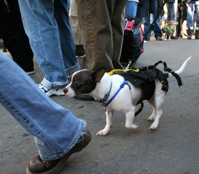 2008-Krewe-of-Barkus-Mardi-Gras-2008-New-Orleans-Parade-0476