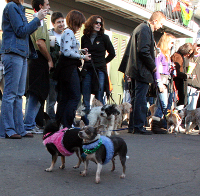 2008-Krewe-of-Barkus-Mardi-Gras-2008-New-Orleans-Parade-0479