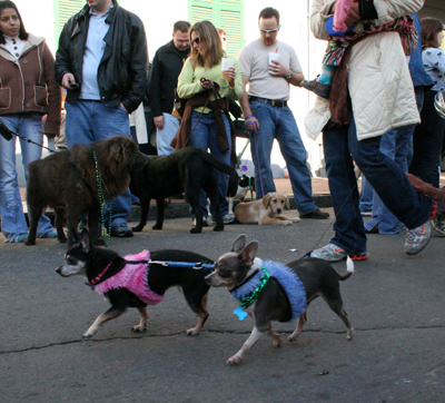 2008-Krewe-of-Barkus-Mardi-Gras-2008-New-Orleans-Parade-0480