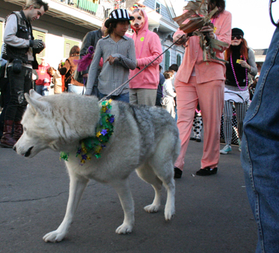 2008-Krewe-of-Barkus-Mardi-Gras-2008-New-Orleans-Parade-0489