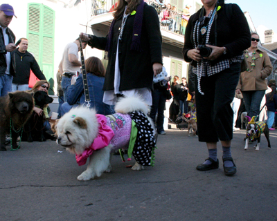 2008-Krewe-of-Barkus-Mardi-Gras-2008-New-Orleans-Parade-0493