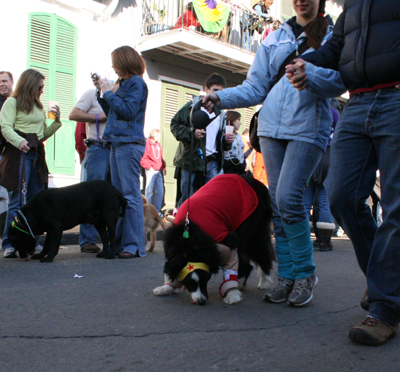 2008-Krewe-of-Barkus-Mardi-Gras-2008-New-Orleans-Parade-0496