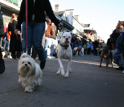 2008-Krewe-of-Barkus-Mardi-Gras-2008-New-Orleans-Parade-0501