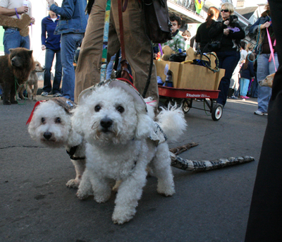 2008-Krewe-of-Barkus-Mardi-Gras-2008-New-Orleans-Parade-0506