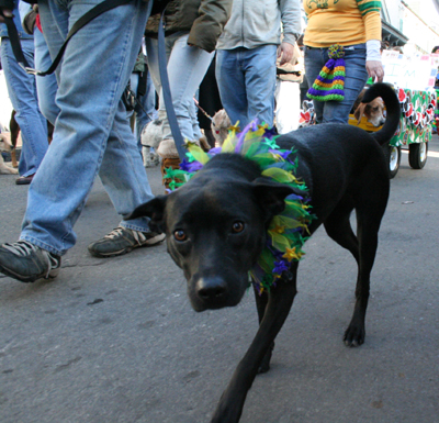 2008-Krewe-of-Barkus-Mardi-Gras-2008-New-Orleans-Parade-0510