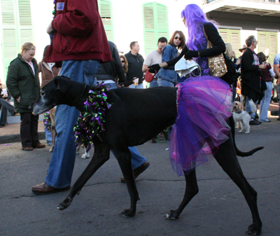 2008-Krewe-of-Barkus-Mardi-Gras-2008-New-Orleans-Parade-0514