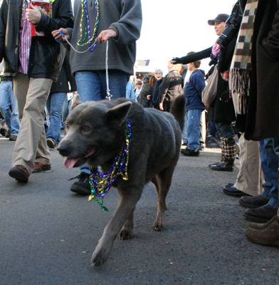 2008-Krewe-of-Barkus-Mardi-Gras-2008-New-Orleans-Parade-0517