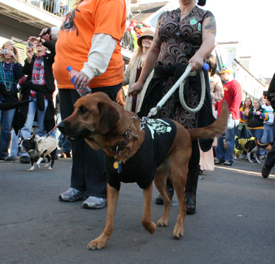 2008-Krewe-of-Barkus-Mardi-Gras-2008-New-Orleans-Parade-0521