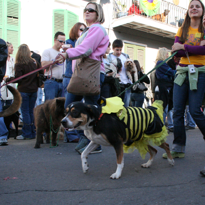 2008-Krewe-of-Barkus-Mardi-Gras-2008-New-Orleans-Parade-0525