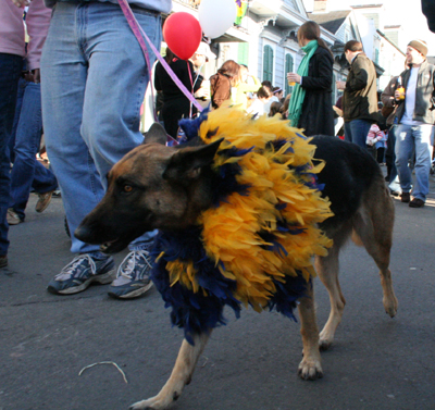 2008-Krewe-of-Barkus-Mardi-Gras-2008-New-Orleans-Parade-0526