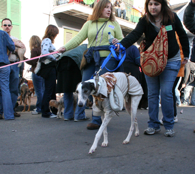 2008-Krewe-of-Barkus-Mardi-Gras-2008-New-Orleans-Parade-0529