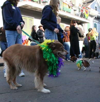 2008-Krewe-of-Barkus-Mardi-Gras-2008-New-Orleans-Parade-0530