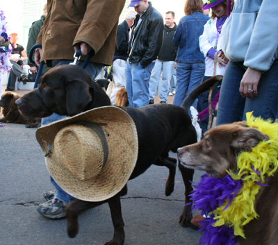 2008-Krewe-of-Barkus-Mardi-Gras-2008-New-Orleans-Parade-0534