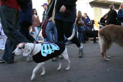 2008-Krewe-of-Barkus-Mardi-Gras-2008-New-Orleans-Parade-0539