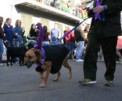 2008-Krewe-of-Barkus-Mardi-Gras-2008-New-Orleans-Parade-0547