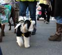 2008-Krewe-of-Barkus-Mardi-Gras-2008-New-Orleans-Parade-0472