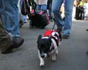 2008-Krewe-of-Barkus-Mardi-Gras-2008-New-Orleans-Parade-0475