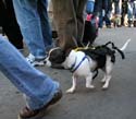 2008-Krewe-of-Barkus-Mardi-Gras-2008-New-Orleans-Parade-0476