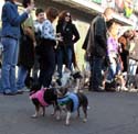 2008-Krewe-of-Barkus-Mardi-Gras-2008-New-Orleans-Parade-0479