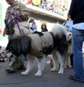 2008-Krewe-of-Barkus-Mardi-Gras-2008-New-Orleans-Parade-0486