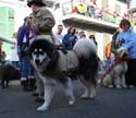 2008-Krewe-of-Barkus-Mardi-Gras-2008-New-Orleans-Parade-0487