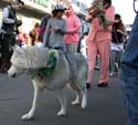 2008-Krewe-of-Barkus-Mardi-Gras-2008-New-Orleans-Parade-0489