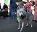 2008-Krewe-of-Barkus-Mardi-Gras-2008-New-Orleans-Parade-0490