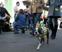 2008-Krewe-of-Barkus-Mardi-Gras-2008-New-Orleans-Parade-0494