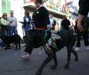 2008-Krewe-of-Barkus-Mardi-Gras-2008-New-Orleans-Parade-0500