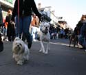 2008-Krewe-of-Barkus-Mardi-Gras-2008-New-Orleans-Parade-0501